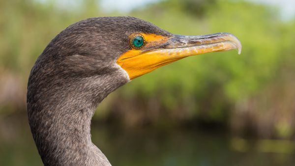 Side face portrait of a double-crested cormorant (Phalacrocorax auritus)