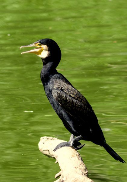 Great cormorant, Phalacrocorax carbo, sitting on snag, close-up portrait with defocused background, selective focus, shallow DOF