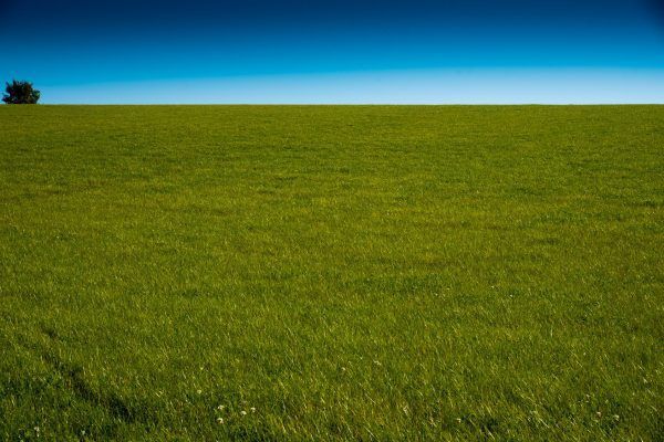 Grassland with a lonely bush and a clear blue sky near St Issey in north Cornwall.