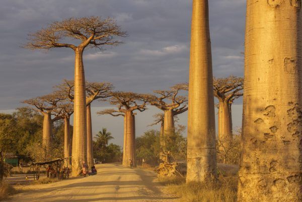 Baobab Alley in Madagascar, Africa. Beautiful and colourful landscape with baobab in background.