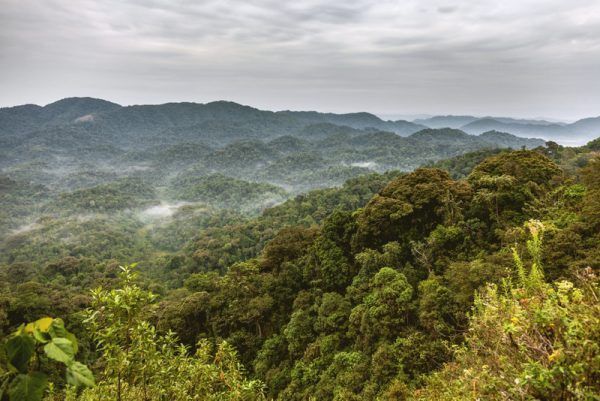 Rwanda rainforests. The sky and the mountains accompany with