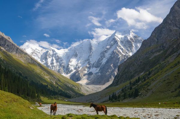 Wild horses on a sunny meadow in the mountains. Herd of horses g