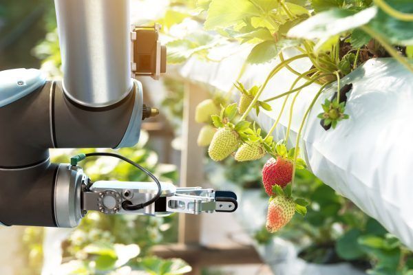 Agriculture technology , artificial intelligence concepts, Farmer use smart farm automation robot assistant image processing for detection weed ,spray chemical , replace worker and increase precision.