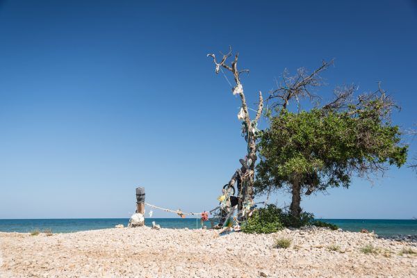 Vista de un árbol lleno de plásticos arrastrados por el mar