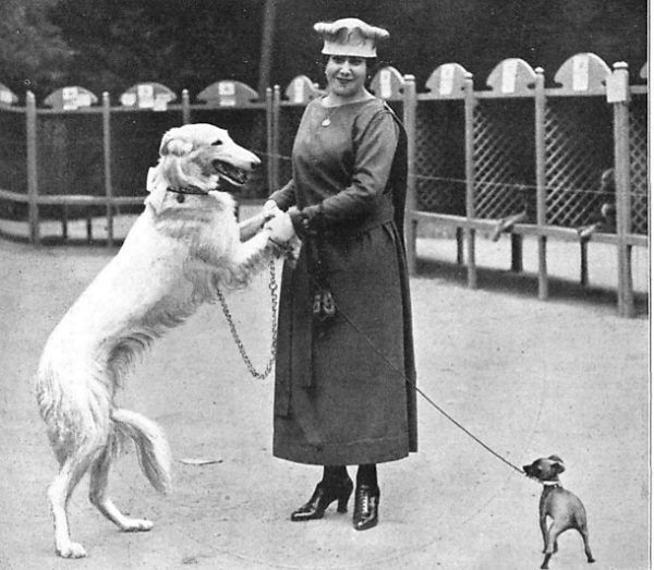 1918. El galgo ruso de la bella Consuelo Hidalgo, ganador del concurso canino en El Retiro de Madrid.