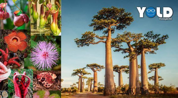 Las 10 plantas más raras del mundo - Gente YOLD